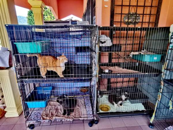 Kesemua kucing diletakkan di dalam sangkar