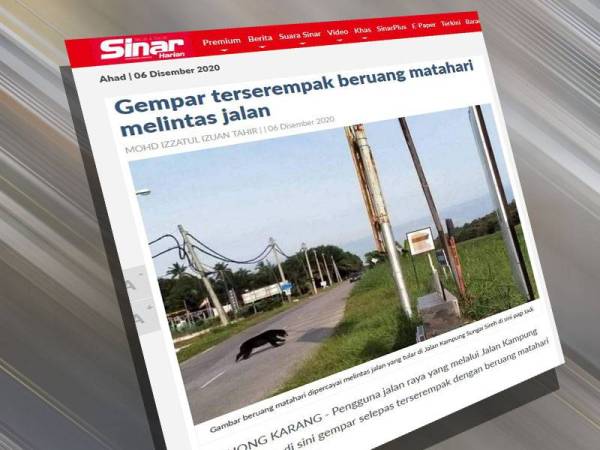 Laporan Sinar Harian berkaitan beruang matahari yang berkeliaran di Tanjong Karang.