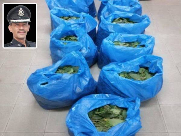 Daun ketum yang dirampas dalam dua serbuan berasingan di sekitar Keningau pada Rabu dan semalam. Gambar kecil: Shahrudin