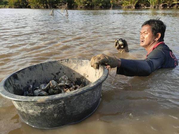 Mat Robi pun turut berendam di dalam sungai mencari tiram.