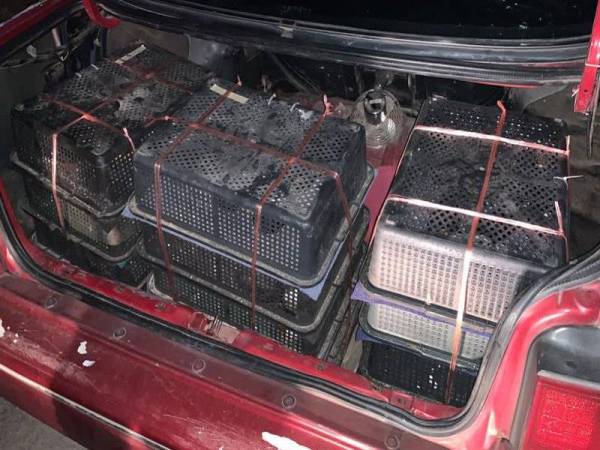 Burung murai bernilai kira-kira RM108,000 yang cuba diseludup ke negara jiran berjaya digagalkan dalam serbuan di kawasan Sungai Rengit, Pengerang malam tadi. - Foto Ihsan Pasukan Polis Marin