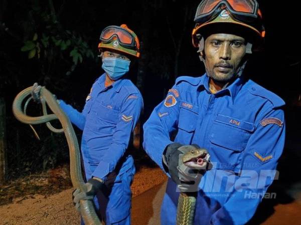 Ular tedung selar yang dikatakan cuba menangkap tikus terperangkap dan menjalar di alang rumah penduduk di Kampung Mani,Kuala Nerang malam tadi.