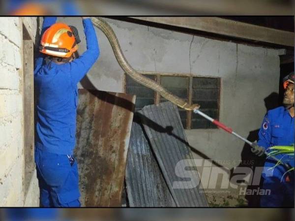 Anggota APM Padang Terap sedang menangkap ular tedung selar yang berada di alang rumah penduduk di Kampung Mani,Kuala Nerang malam tadi.
