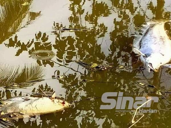 Beberapa ekor ikan yang mati timbul di permukaan Sungai Langgar di Pokok Sena.