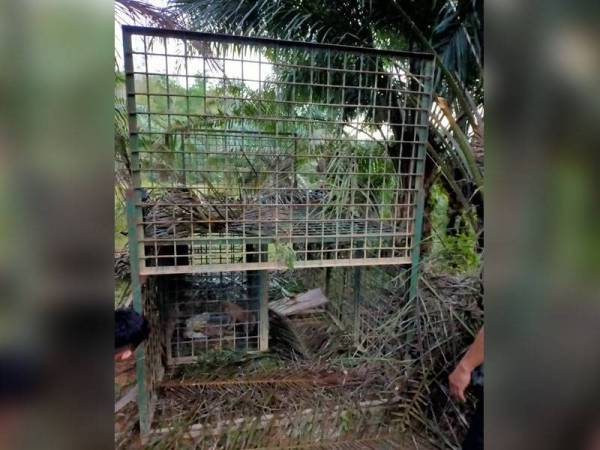 Perangkap yang dipasang oleh Perhilitan Terengganu.