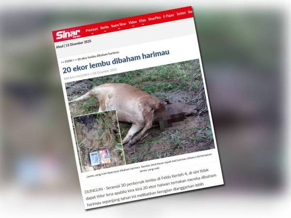 Laporan Sinar Harian mengenai serangan harimau pada 8 Disember lalu.