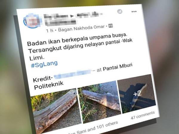 Sebuah laman Facebook memuat naik status berhubung penemuan ikan berkepala buaya di Perairan Sabak Bernam berhampiran Kampung Sungai Lang.