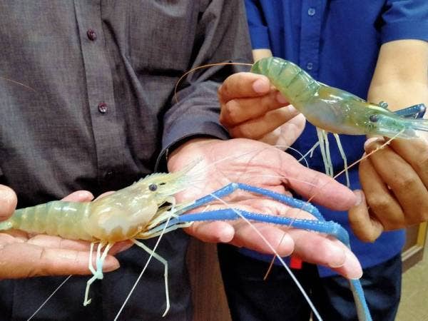 Contoh baka induk udang galah yang dihasilkan Pusat Penyelidikan Perikanan Pulau Sayak yang bersedia untuk proses menetaskan benih.