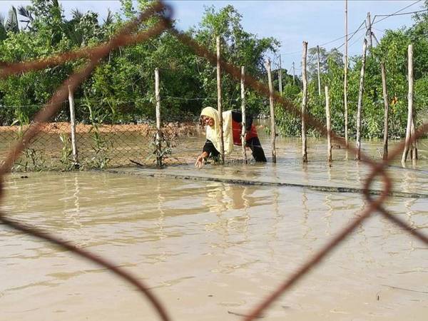 Zaharah meninjau kawasan kolam ternakan lokan di Kampung Jenang, Marang yang dinaiki air ketika musim hujan baru-baru ini.