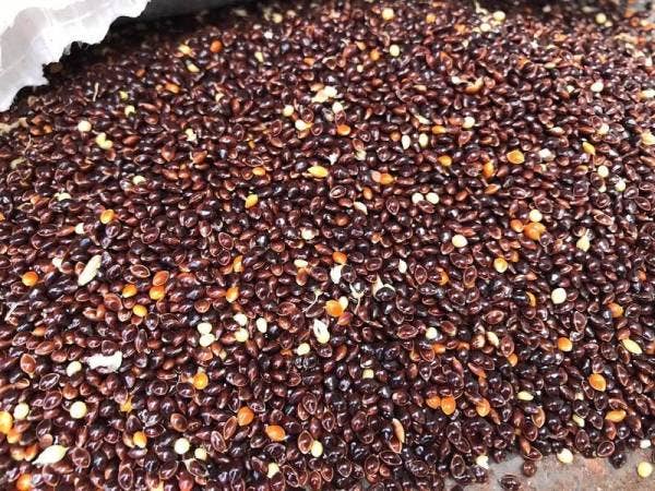 Bijirin sekoi hitam yang dirampas.