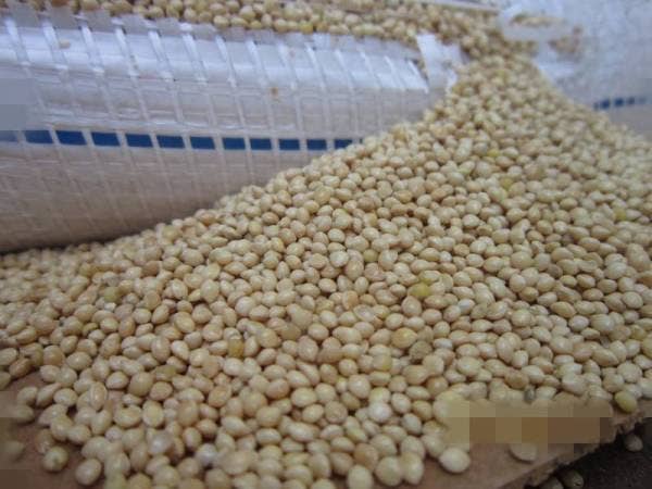 Dalam pemeriksaan berasingan sebuah kontena yang mengandungi 1,150 beg sekoi putih seberat 23,000 kg yang dianggarkan bernilai RM36,827.71 dari negara sama turut dirampas.