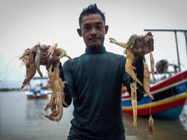 Nelayan Syafiq Tarmizi, 29, menunjukkan hasil tangkapan yang diperolehi ketika ditemui di Sungai Batu, Teluk Kumbar.