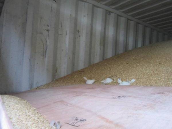 Bijirin gandum seberat 340,625kg dirampas Maqis Pulau Pinang pada Khamis lalu.