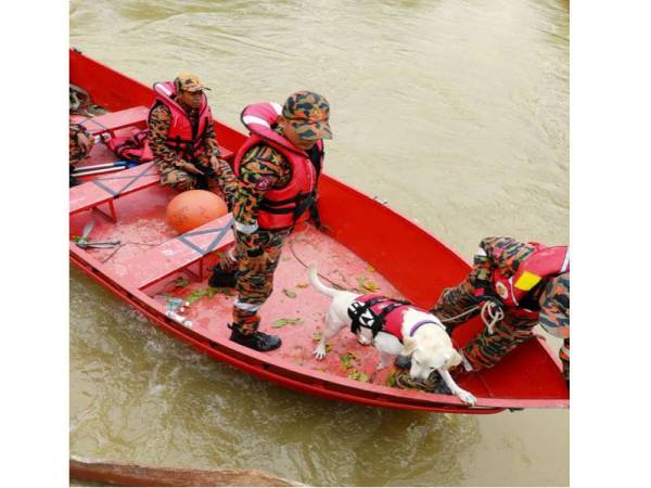 Unit K9 dibawa untuk menyertai operasi mengesan lelaki dikhautiri lemas di Sungai Kinta pada Ahad. - Foto ihsan bomba
