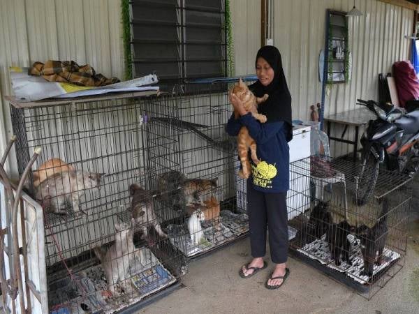 Hatikah, 34, bersama sebahagian daripada 23 ekor kucing peliharaannya ketika ditemui di Kampung Serdang. Foto Bernama