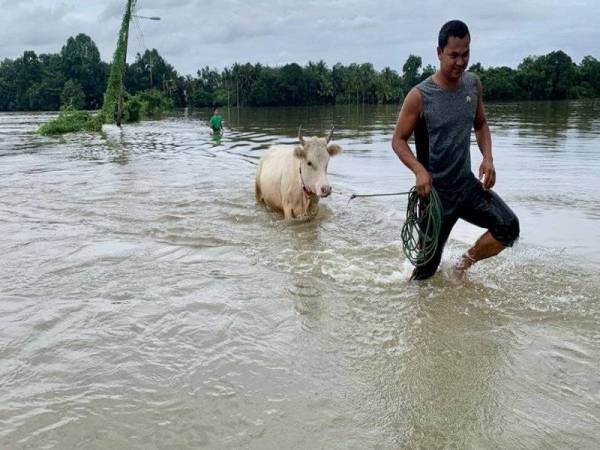 Seorang penduduk dari Kampung Nibong menarik lembu meredah air limpahan Sungai Golok bagi menyelamatkan ternakan mereka yang terperangkap akibat banjir.