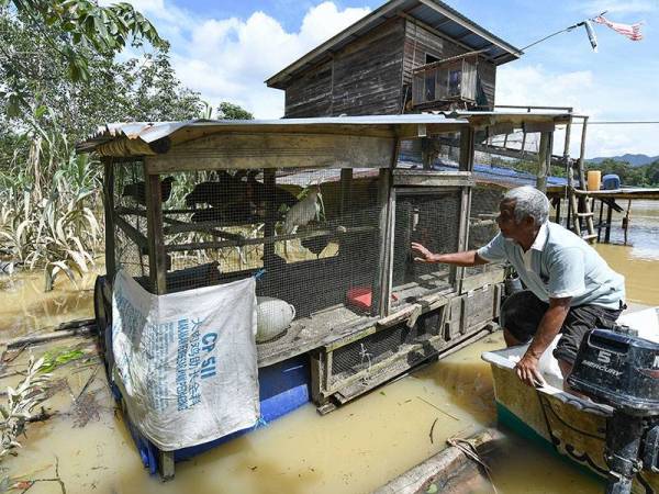 Warga emas, Abu Bakar Che Amhad, 66, menggunakan sampan untuk memantau haiwan ternakannya iaitu ayam denak yang diletakkan dalam reban terapung selepas rumahnya dilanda banjir ketika tinjauan di Kampung Tebak, Air Putih, hari ini.