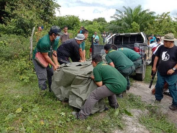 Anggota perhilitan mengangkat harimau kumbang yang berjaya ditangkap di Kampung Tengah, di sini hari ini.