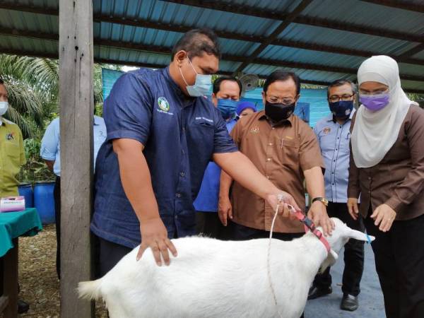 Mohd Sallehuddin (kiri) menunjukkan kambing tenusu kepada Ahmad (tengah) dan Azulita (kanan) di Kampung Parit Ismail, Benut, Pontian pada Khamis.