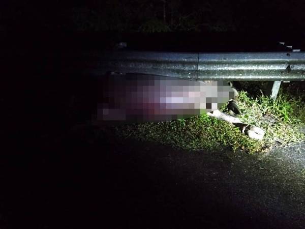 Kerbau yang dilanggar setelah melintas secara tiba-tiba di susur Kuala Telemong-Plaza Tol Telemong, LPT2 malam Ahad. - Foto: Ihsan Polis