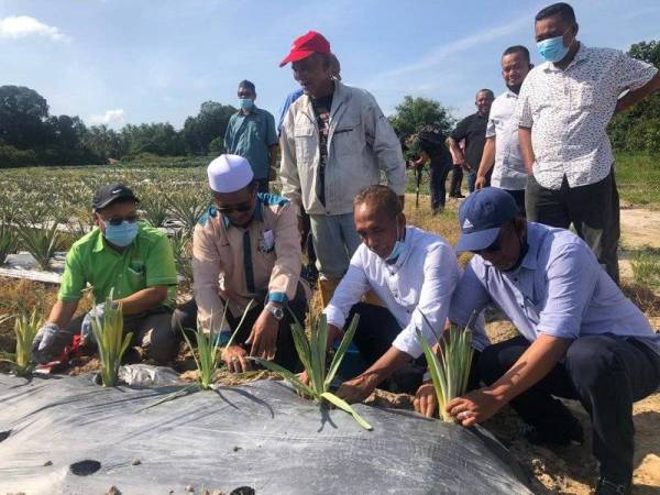 Che Abdullah (kiri) bersama Zulkifli (kanan) dan hadirin menanam anak pokok nanas cobek sebagai simbolik perasmian Ladang Nanas Cobek Kolej Vokasional Bachok di Tangok, Bachok pada Isnin.