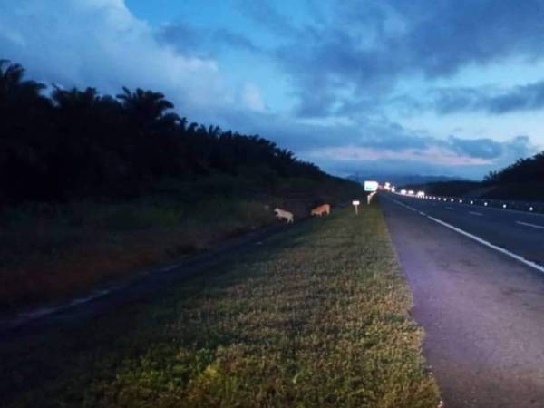 Antara ternakan berada di tepi LPT dibiarkan tanpa pengawasan yang sempat dirakam pasukan UPLR Redang 41 semasa menjalankan rondaan rutin harian di sepanjang LPT2. - Foto ihsan FB JPJ Terengganu