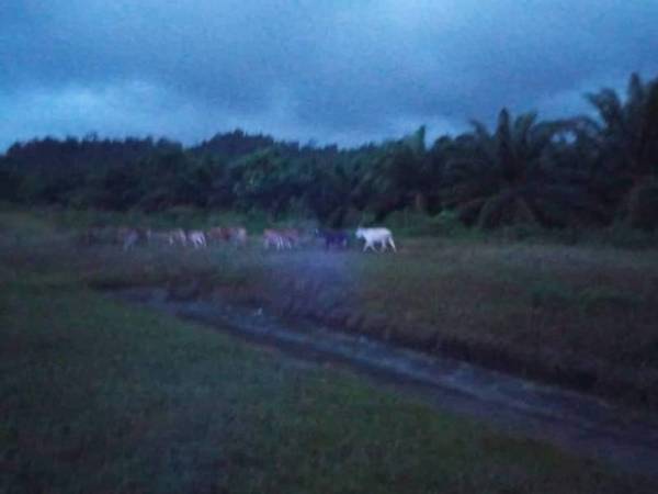 Sekumpulan ternakan dibiarkan tanpa pengawasan yang dihalau masuk ke dalam ladang sawit berhampiran. - Foto ihsan FB Terengganu JPJ
