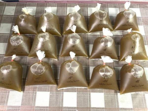 Bungkusan lut sinar disyaki air ketum yang diletakkan di atas meja di luar sebuah rumah di Kampung Paya Datuk pada petang Selasa.