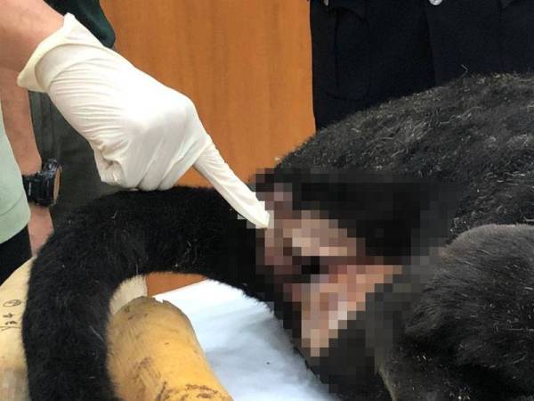 Kemaluan harimau kumbang jantan yang dikerat dipercayai sudah dijual oleh pemburu haram bersama organ dalaman haiwan berkenaan yang keseluruhannya bernilai RM500,000.