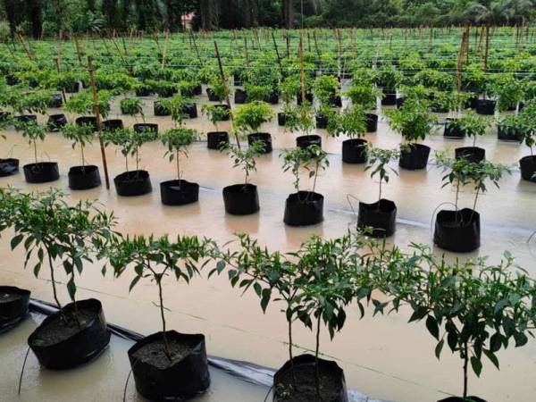 Salah satu kawasan tanaman cili yang musnah akibat banjir di Kampung SC Ayer Hitam, di sini.