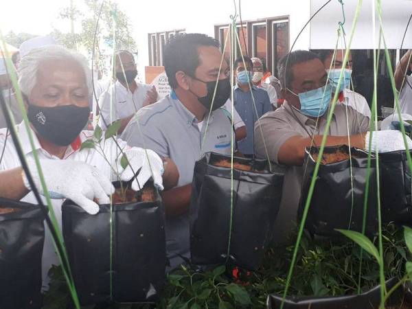 Idris (kiri) dan Muhammad Sanusi (kanan) menanam pokok cili di dalam kotak fertigasi cili sebagai simbolik pelancaran projek kotak fertigasi cili di Felda Laka Selatan, Kubang Pasu pada Rabu.