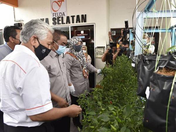 Dari kiri: Idris, Muhammad Sanusi dan Ahli dewan Undangn Negeri (ADUN) Bukit Kayu Hitam, Halimaton Shaadiah Saad melihat hasil projek kotak fertigasi cili di Felda Laka Selatan, Kubang Pasu pada Rabu.