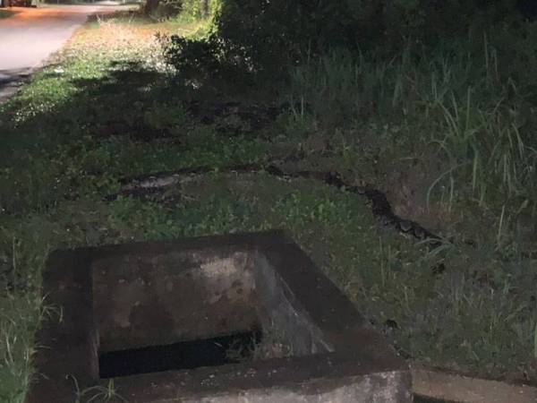 Ular sawa batik yang ditangkap anggota APM di tepi jalan di Kampung Jati, Gong Badak di Kuala Nerus pada Sabtu.