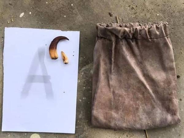 Kuku hidupan liar yang ditemui susulan penahanan dua lelaki warga Kemboja dalam Ops Bersepadu Khazanah di Rezab Hidupan Liar Krau, Pahang, pada Ahad. Foto: Perhilitan