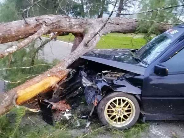 Sebatang pokok tumbang dan menghempap dua buah kereta di Jalan Tenglu Laut, Mersing pada Khamis.