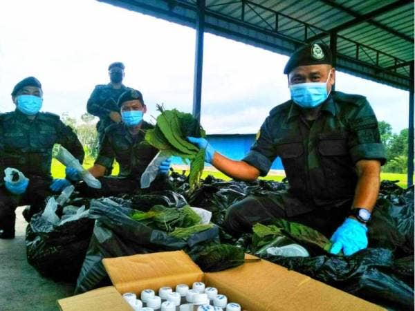 Azhari menunjukkan daun ketum bernilai yang dibawa dari Kedah untuk pasaran Kelantan dan Terengganu.