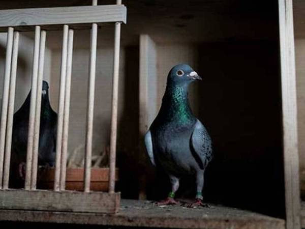 Joe turut dilabel sebagai 'risiko biokeselamatan' kepada Australia dan disarankan supaya ia dimusnahkan. - Foto: AFP