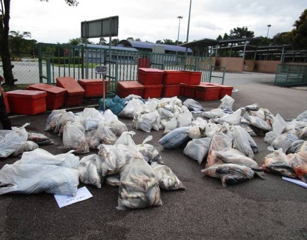 Maqis Johor mematahkan cubaan eksport ikan ke Singapura tanpa permit selepas menahan sebuah lori di KSAB, Tanjung Kupang, Iskandar Puteri, pada Isnin.