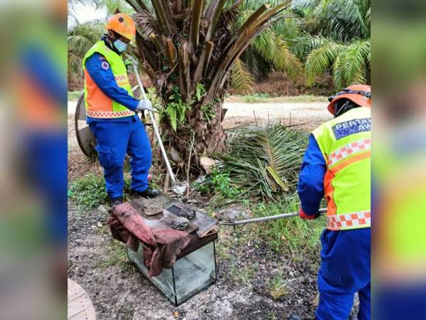 Anggota APM menangkap ular tedung di dalam akuarium terbiar menggunakan peralatan khas di Kampung Haji Razali, Tanjong Karang pada Isnin.