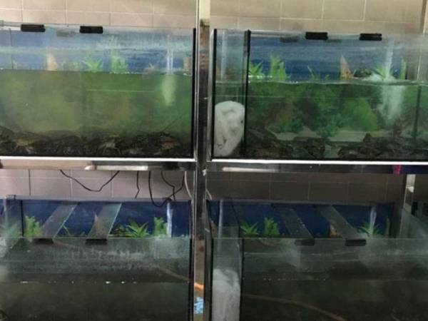 Maqis merampas udang kara air tawar (lobster) dianggar bernilai RM3,300 di kargo Lapangan Terbang Antarabangsa Kuala Lumpur (KLIA) di sini pada sabtu.