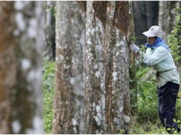 Lebih 18,000 hektar ladang getah di seluruh negara telah diserang penyakit pestalotiopsis.