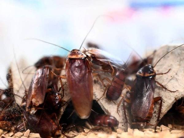 Isteri cuba bunuh suami guna racun lipas. - Foto AFP