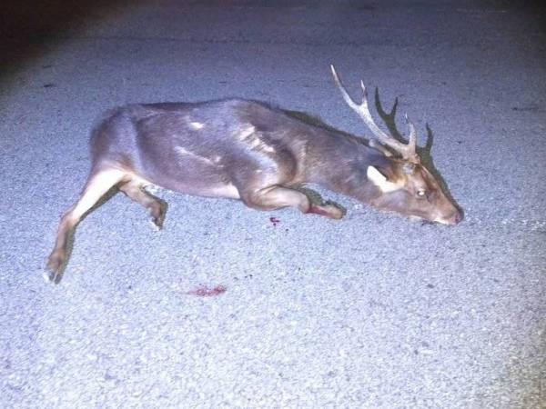Rusa sambar ditemui cedera di Jalan Sungkai-Slim River pada Selasa.