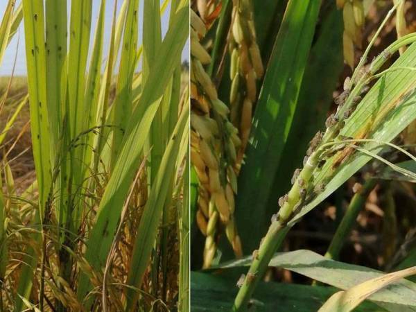 Lebih 10 ekor populasi bena perang boleh merosakkan sawah dalam masa satu atau dua hari. - Gambar fail