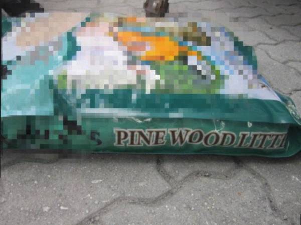 Kayu pine dari China yang dirampas oleh Maqis di NBCT pada Rabu.