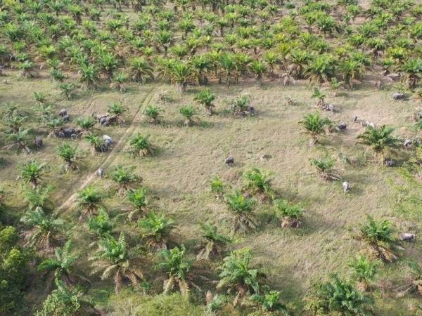 Tinjauan dron dilakukan pihak Perhilitan Johor merakamkan sekumpulan gajah sedang mencari makan di kawasan ladang kelapa sawit di Kampung Sri Lukut, Kluang pada petang Rabu.