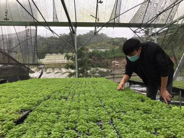 Kebun Sayur petani di Cameron Highlands