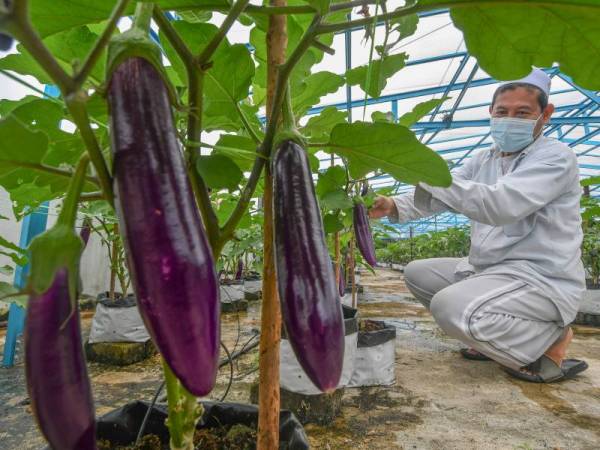 Projek tanaman terung dan ternakan ikan keli yang diusahakannya itu adalah untuk menjana pendapatan bagi mengurus pusat pengajian tersebut. - Foto Bernama