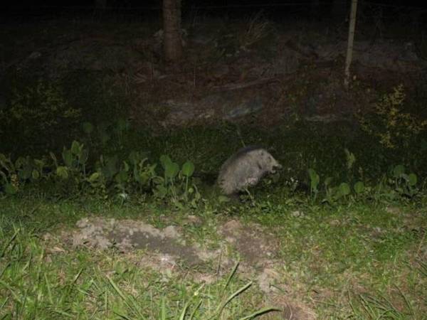 Babi hutan turut ditemui berhampiran. Foto Ihsan PDRM