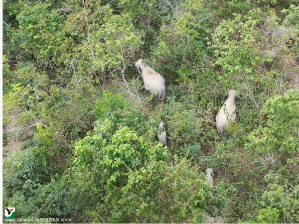Tinjauan dron dilakukan pihak Perhilitan Johor merakamkan hanya enam ekor gajah masih berkeliaran dan sedang mencari makan di kawasan ladang kelapa sawit di Kampung Sri Lukut, Kahang, Kluang pada petang Ahad.